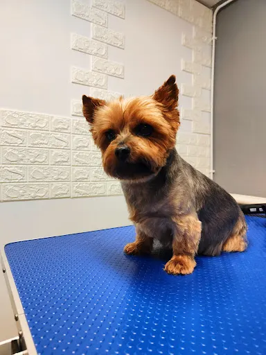 Groom'i salon pielęgnacji zwierząt . Fryzjer dla psów. Strzyżenie psów - Zawiercie